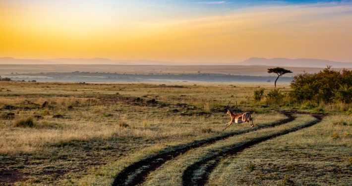 antilope afrique